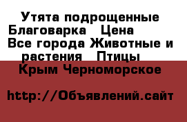 Утята подрощенные Благоварка › Цена ­ 100 - Все города Животные и растения » Птицы   . Крым,Черноморское